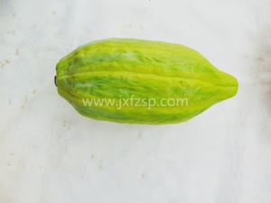 样品菜 绿色可可豆 样品菜 绿色可可豆