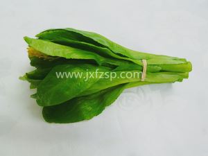 菜模 仿真菜心