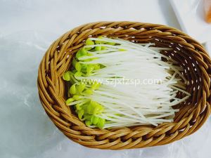 样品菜 黄豆牙